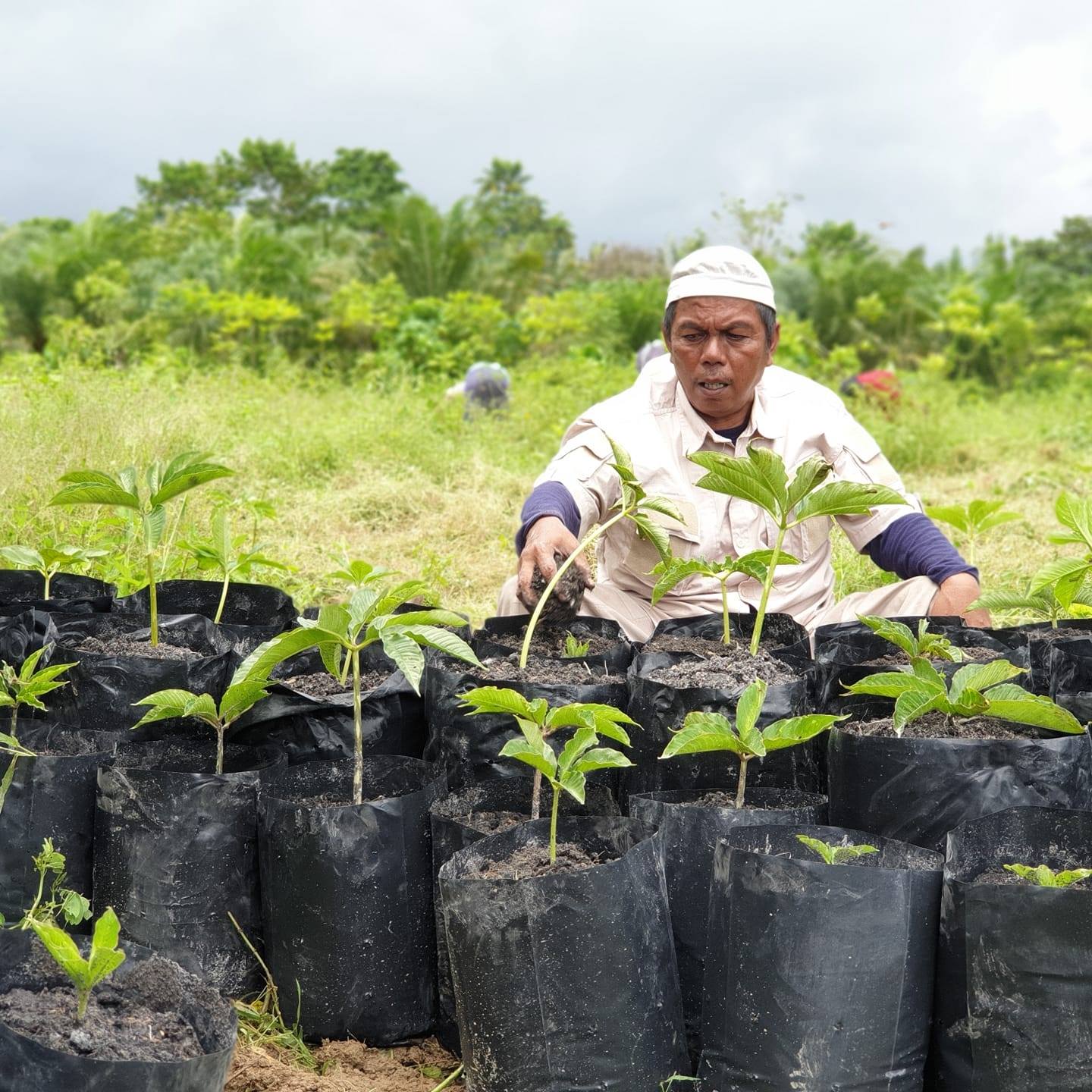 Cara Menanam Porang Tanpa Modal Tapi Bisa Raup Keuntungan Puluhan Juta Hingga Miliaran